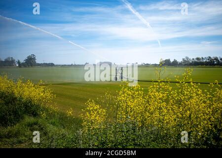 Impianto di irrigazione erboso, Bawdsey, Suffolk, UK. Foto Stock