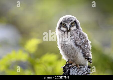 Giovane gufo nordico (Surnia ulula) a Dalen, Telemark, Norvegia Foto Stock