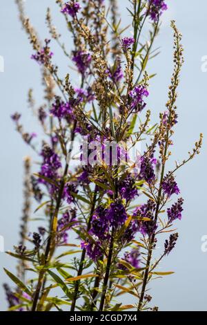 Toadflax viola (Linaria purpurea) che muore a fine estate Foto Stock