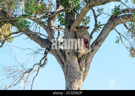 leopardo africano (Panthera pardus) in albero con uccidere, Masai Mara, Kenya Foto Stock