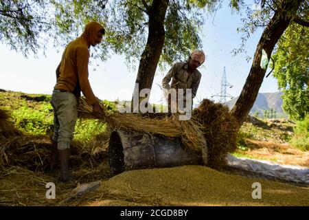 9 settembre 2020: Gli agricoltori raccolgono il riso nelle risaie alla periferia di Srinagar in India amministrato Kashmir il 09 settembre 2020. Gli agricoltori tagliano le piante a mano e la posano ad asciugare, prima di trarle a mano per separare i grani di riso dal gambo. La raccolta manuale è un processo molto intenso di lavoro Credit: Muzamil Mattoo/IMAGESLIVE/ZUMA Wire/Alamy Live News Foto Stock