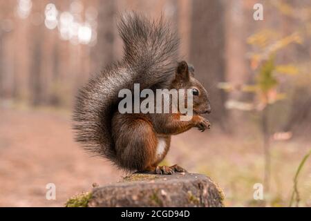 Scoiattolo rosso soffiato si siede su un ceppo nella foresta autunnale e noci di nibbles. Primo piano Foto Stock