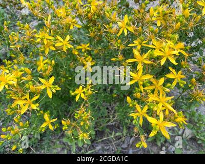 Hypericum perforatum, noto come erba di San Giovanni, comune o perforato erba di San Giovanni. Turco noto come ' kantaron'. Foto Stock