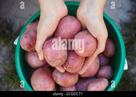 Donna che tiene in mano patate biologiche appena raccolte. Primo piano. Foto Stock