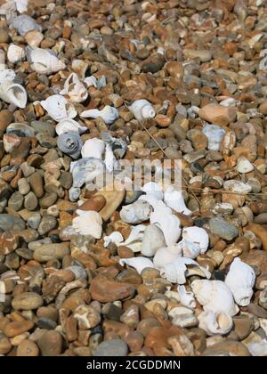 Una linea diagonale di whelks bianchi, parte della 'Shell Line' che corre attraverso la banca di ciottoli a Shingle Street sulla costa di Suffolk. Foto Stock