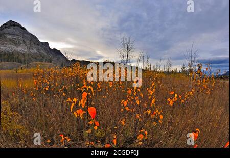 Un'immagine paesaggistica di un pezzo di terra bruciato Nel Jasper National Park Alberta Canada la natura sta tentando ringiovanire con nuova crescita Foto Stock