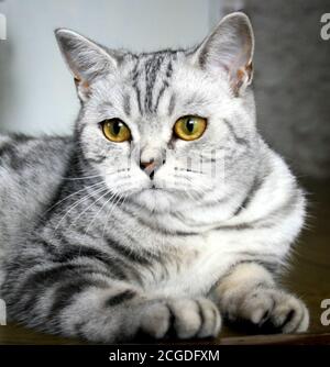 Ritratto in primo piano di un bellissimo gatto scozzese diritto d'argento Foto Stock