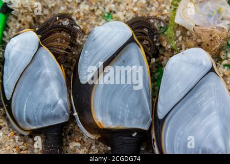 Nacoli comuni dell'oca (Lepas anatifera) Foto Stock