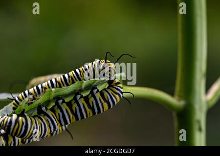 Monarca farfalla caterpillar su foglia di miglio. È una farfalla di alghe nella famiglia dei Nymphalidae ed è minacciata dalla perdita di habitat negli Stati Uniti. Foto Stock