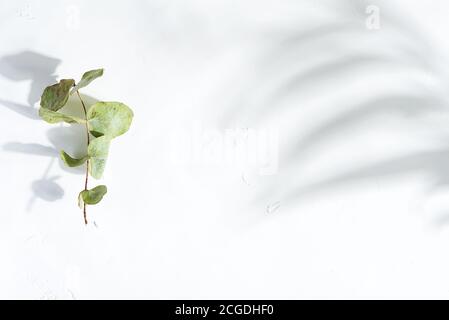 Cartolina di congratulazioni con cornice di bordo dal ramo verde asciutto di eucalipto e l'ombra di esotiche foglie tropicali su uno sfondo grigio chiaro, copia spazio Foto Stock