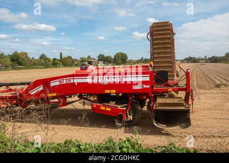 Taplow, Maidenhead, Berkshire, Regno Unito. 10 settembre 2020. I coltivatori stavano raccogliendo un raccolto grande delle patate di Claire della signora oggi in Taplow. Le temperature hanno raggiunto i 19 gradi in un pomeriggio caldo e soleggiato, perfetto per la raccolta. Credit: Maureen McLean/Alamy Live News Foto Stock