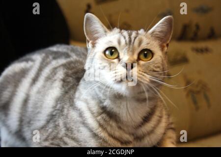 Ritratto in primo piano di un bellissimo gatto scozzese diritto d'argento Foto Stock