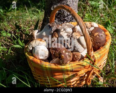 Cestino di funghi porcini freschi Foto Stock