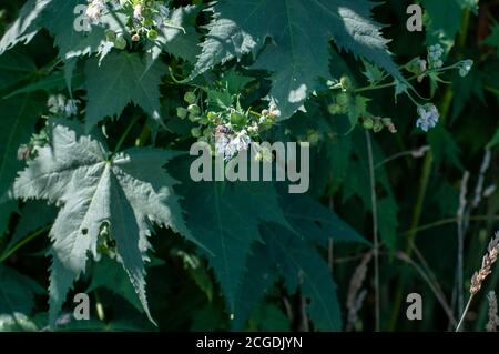 un'ape di miele su fiori bianchi di sida hermaphrodita o. virginia mallow in un campo Foto Stock