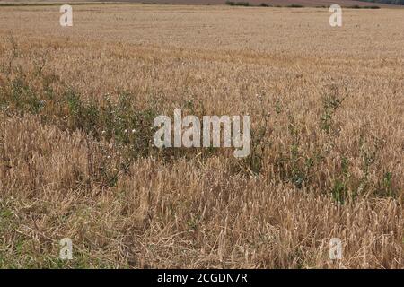 Povero orzo raccolto che posa in campi Foto Stock