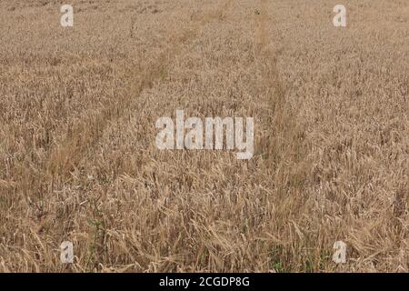 Povero orzo raccolto che posa in campo Foto Stock