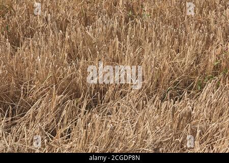 Povero orzo raccolto che posa in campo Foto Stock