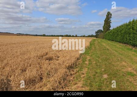 Povero orzo raccolto che posa in campo Foto Stock