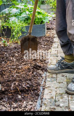 Pacciamatura del terreno con pacciame di corteccia. Concetto di giardinaggio - protezione contro le erbacce. Foto Stock