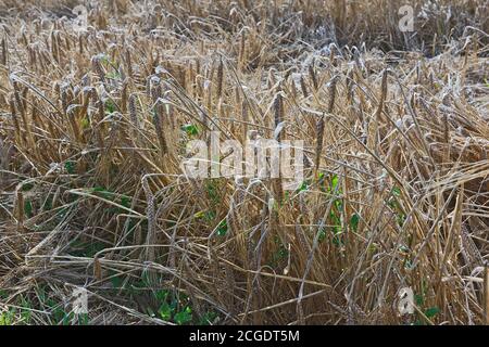 Povero orzo raccolto che posa in campo Foto Stock