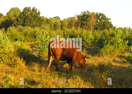 Bestiame rosso del Sussex che pascolano a Stoke Common Buckingham Foto Stock