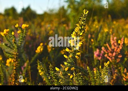 Fabaceae Ulex Gorse fiore giallo Foto Stock
