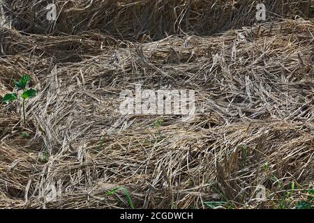 Povero orzo raccolto che posa in campo Foto Stock