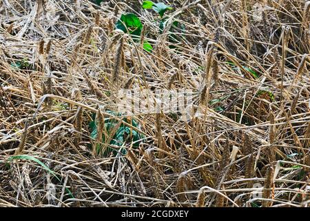 Povero orzo raccolto che posa in campo Foto Stock