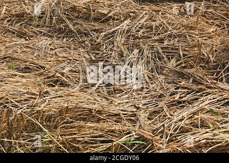 Povero orzo raccolto che posa in campo Foto Stock