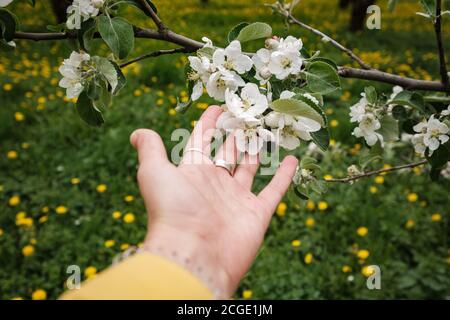 bella mano femminile tocca un ramo di una mela fiorente albero Foto Stock