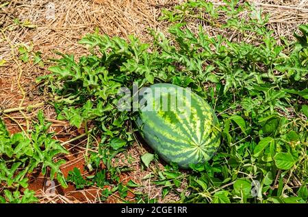 Cocomero sulla vite in giardino Foto Stock