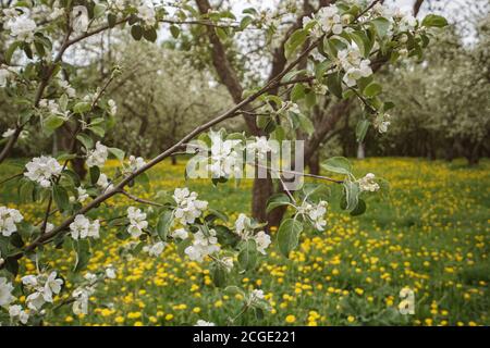 alberi di mele in fiore tra un campo di dandelioni. Parco Kolomenskoye a Mosca. Foto Stock