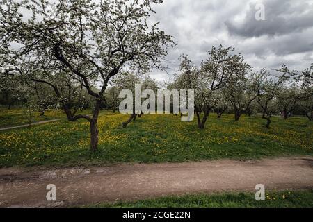 alberi di mele in fiore tra un campo di dandelioni. Parco Kolomenskoye a Mosca. Foto Stock