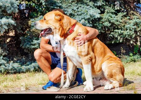 Un ritratto di un Alabay seduto in un parco, i cani di questa razza fanno un lavoro eccellente con la guardia e il servizio di sicurezza. Foto Stock