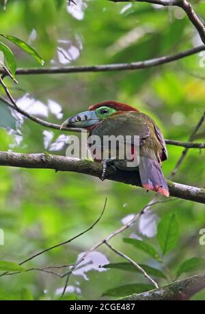 Toucanet (Selenidera maculirostris), una donna adulta arroccata sulla diramazione Atlantic Rainforest, Brasile Giugno Foto Stock