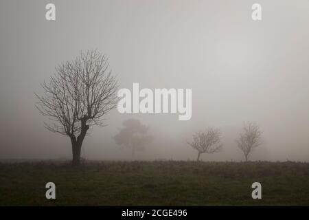 Silhouette di un albero senza foglie su una mattina foggy dentro la campagna Foto Stock