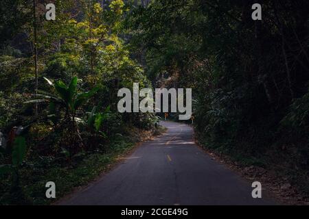 Strada forestale estiva in Asia la superficie è in cemento asfaltico, su entrambi i lati della strada è piena di foreste. Foto Stock