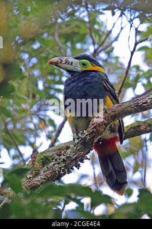 Toucanet (Selenidera maculirostris), con fatturazione a punti, maschio adulto arroccato sulla diramazione Atlantic Rainforest, Brasile Giugno Foto Stock