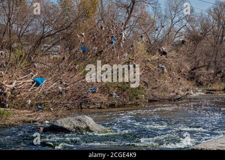 Sacchetti di plastica e altri rifiuti vengono catturati e accumulati in alberi e arbusti lungo il fiume Los Angeles al Glendale Narrows. Il runoff urbano porta un Foto Stock