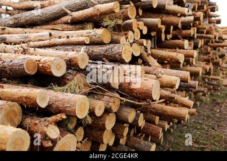 mazzo di alberi abbattuto vicino a un sito di registrazione. fuoco selettivo Foto Stock