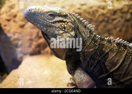 Cyciura nubila 'Cuban rock iguana'. Una delle specie più minacciate di lucertole provenienti dai Caraibi Foto Stock