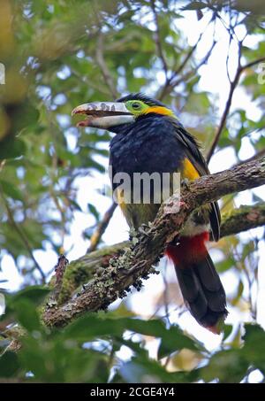 Toucanet (Selenidera maculirostris), un maschio adulto appollaiato sul ramo con fattura aperta Atlantic Rainforest, Brasile Giugno Foto Stock
