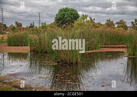 Erba alta (Tules) nella palude. Madrona Marsh Wetlands è una vera palude d'acqua dolce e si trova circa 43 ettari. torrance, California, Stati Uniti Foto Stock