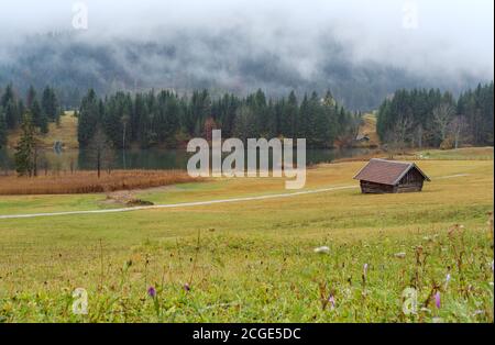 Autunnale crocus porpora fiori rosa (colchicum autumnale) sul prato vicino al lago alpino Geroldee o Wagenbruchsee, Baviera, Germania. Autunno coperto, nebbia Foto Stock