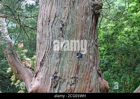 Closeup della corteccia su un albero di Criptomeria japonica sinesis Foto Stock