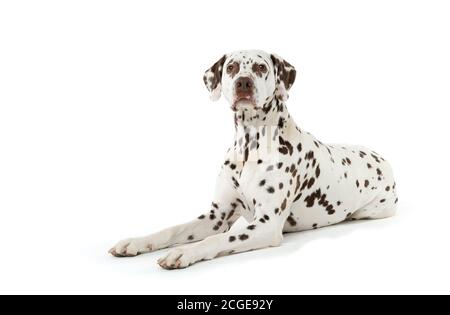 Bølack e cani dalmati bianchi macchiati isolati su sfondo bianco senza giunture in studio, di fronte fotocamera Foto Stock