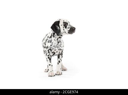 Bølack e cani dalmati bianchi macchiati isolati su sfondo bianco senza giunture in studio, di fronte fotocamera Foto Stock
