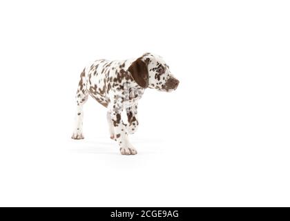Bølack e cani dalmati bianchi macchiati isolati su sfondo bianco senza giunture in studio, di fronte fotocamera Foto Stock