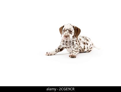 Bølack e cani dalmati bianchi macchiati isolati su sfondo bianco senza giunture in studio, di fronte fotocamera Foto Stock