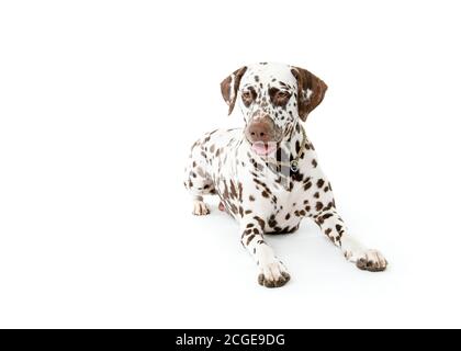 Bølack e cani dalmati bianchi macchiati isolati su sfondo bianco senza giunture in studio, di fronte fotocamera Foto Stock